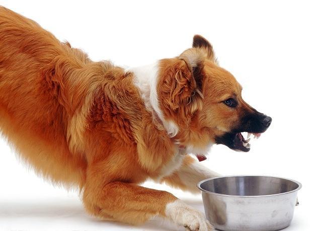 如何纠正狗狗护食,如何纠正狗狗护食的方法,边牧护食怎么纠正？