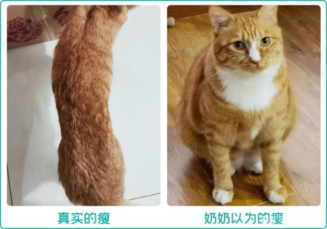 如何给猫增肥,如何给猫增肥发腮,猫咪瘦了怎么快速增肥？
