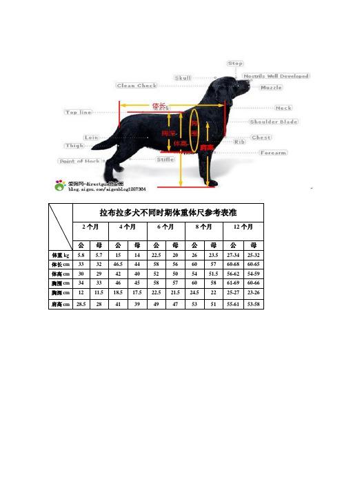 拉布拉多标准体型尺寸,拉布拉多标准体型尺寸表,拉布拉多犬成年时能有多大？