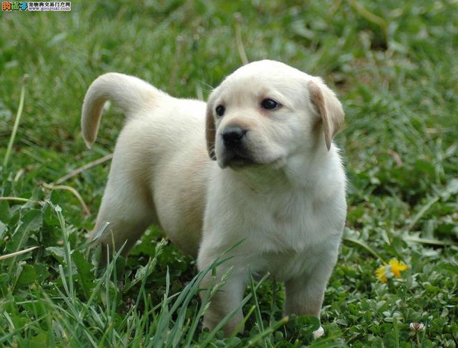 购买拉布拉多犬幼犬,,拉布拉多幼犬怎么挑选聪明的？