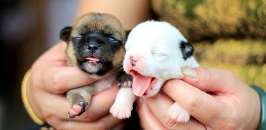 小狗幼崽如何喂养,刚出生幼犬人工喂养方法,狗狗出生小狗出生第一天怎么养护？