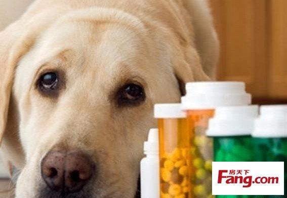 如何给狗狗喂药片,如何给狗狗喂药片视频,狗狗驱虫药德国拜耳怎么吃？