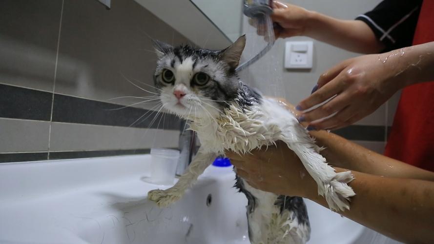 如何给宠物猫洗澡,如何给宠物猫洗澡视频,怎样帮小猫洗澡？第一次洗澡的步骤是如何？新手加上新猫。哈哈哈？