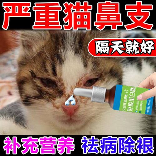 猫鼻炎如何治疗,猫鼻炎如何治疗偏方,猫的鼻炎会传染吗？