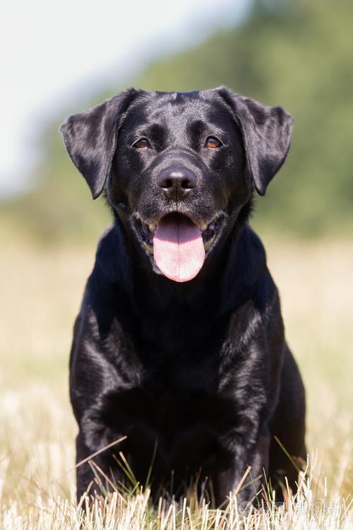 黑色拉布拉多犬的缺点,黑色拉布拉多犬的缺点和优点,说说拉布拉多犬的优缺点有哪些？