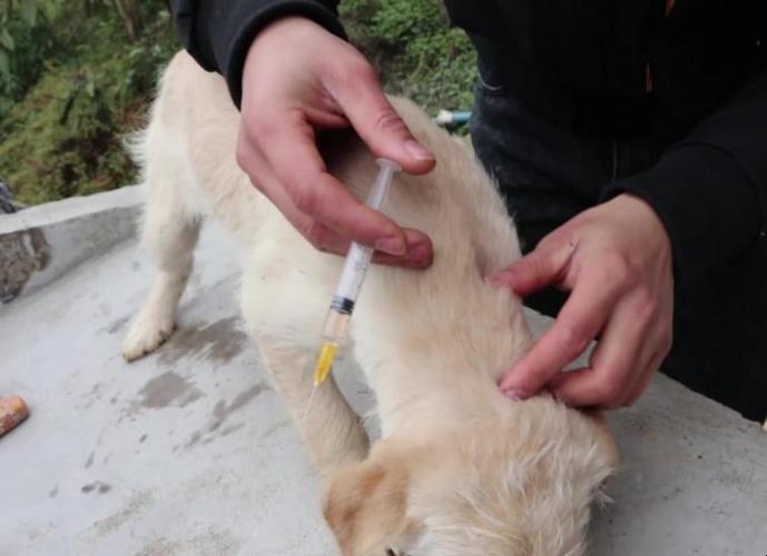 狗如何打疫苗,狗如何打疫苗针,小狗接种疫苗教程？