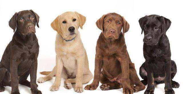 拉布拉多犬与金毛犬的区别,为什么都不建议养拉布拉多,拉布拉多犬和金毛犬有什么区别？