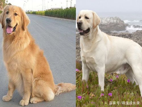 金毛犬与拉布拉多犬的区别,金毛犬与拉布拉多犬的区别图片,金毛和拉布拉多的区别是什么？