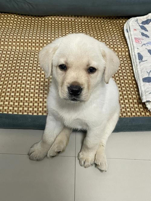 拉布拉多小犬图片,拉布拉多小犬图片 白色,拉布拉多小犬的耳朵大有长是纯种吗？