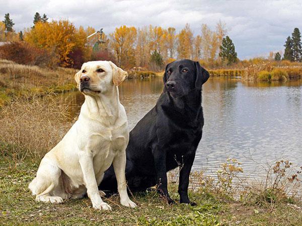 拉布拉多犬寿命多长,拉布拉多犬寿命多长时间,拉布拉多犬最多可以活多久？