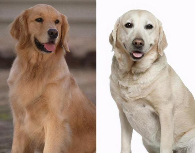金毛犬和拉布拉多,金毛犬和拉布拉多的区别,拉布拉多与金毛的混血优缺点？