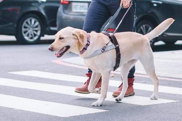 如何申请导盲犬,盲人如何申请导盲犬,导盲犬的培训过程？