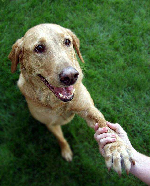 如何让狗狗学会握手,如何让狗狗学会握手便让不咬人,怎么才能最快的教会狗握手！和一些基本动作啊？