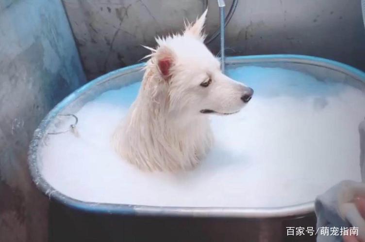 萨摩耶怎么洗澡,萨摩耶怎么洗澡变白,萨摩耶犬洗澡的注意事项？