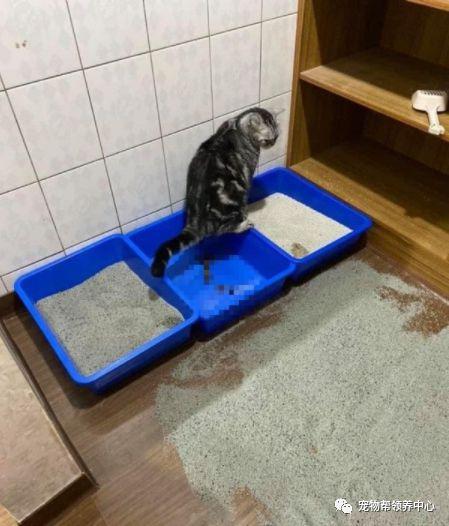 猫在猫砂盆外面拉屎,猫在猫砂盆外面拉屎怎么纠正,猫咪站在猫砂盆里却拉在外面？