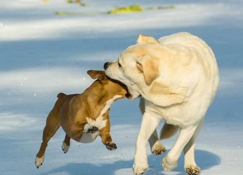 为什么狗狗,为什么狗狗配完种会卡在一起,狗为什么冻不死？