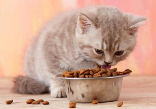 猫吃什么好,猫吃什么好消化,宠物猫吃什么食物比较好？