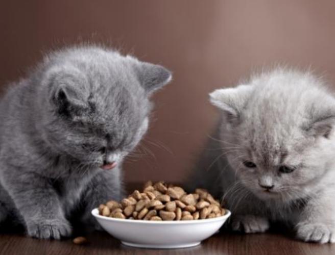 猫猫吃什么,猫猫吃什么可以长胖,刚买的小猫吃什么？