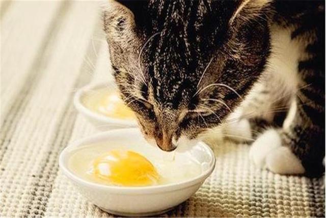 猫吃什么最好,母猫生完小猫吃什么最好,猫到底能不能吃鸡蛋？包括蛋清？