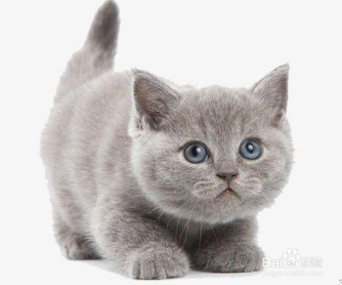 什么样的小猫,什么样的小猫形容词,一只什么的小猫，中间加点形容词？