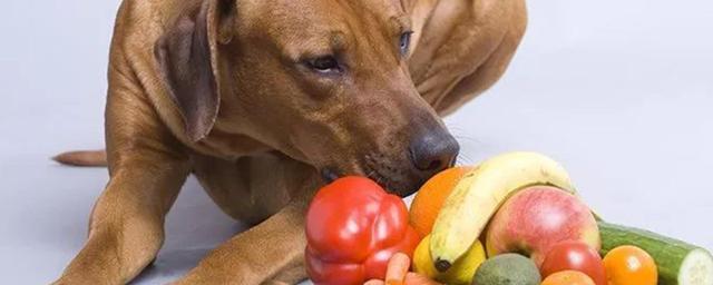 狗可以吃什么,狗可以吃什么水果,狗可以吃活鱼吗？