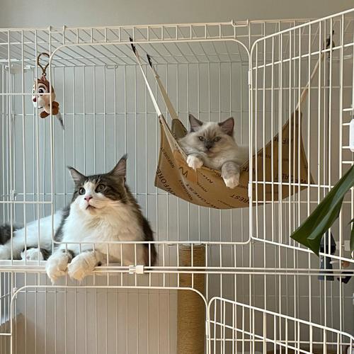 猫笼子制作,猫笼子制作方法,猫笼怎么布置？