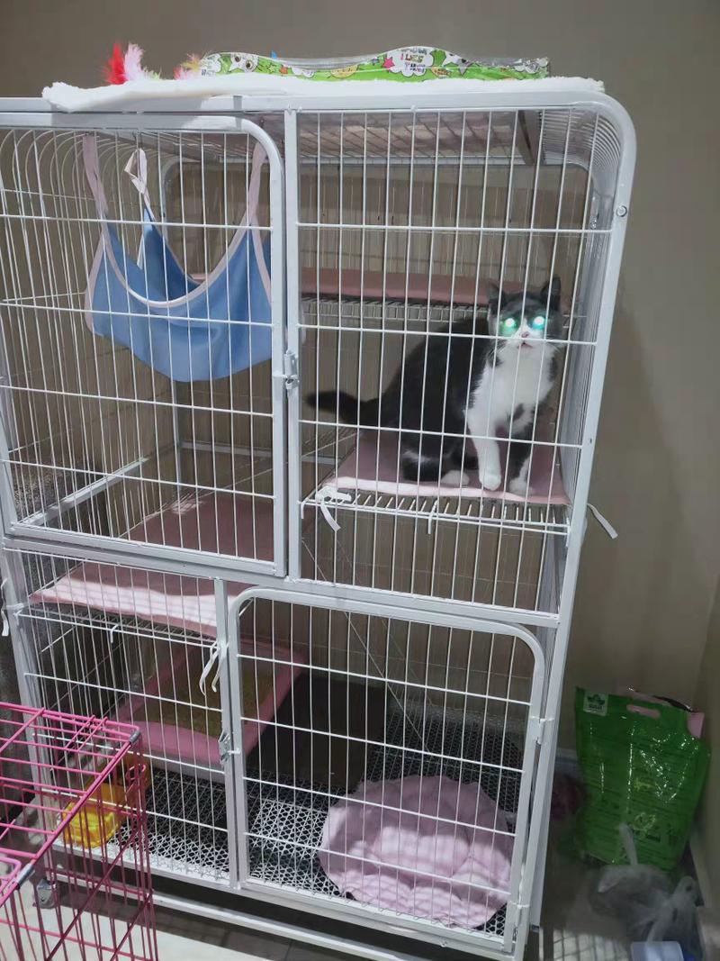 把猫关在笼子里,把猫关在笼子里一直叫,养猫咪可以关笼子里吗？