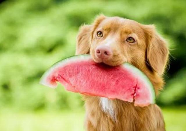 小狗能吃什么,小狗能吃什么水果,1岁的狗子怎么那么能吃？