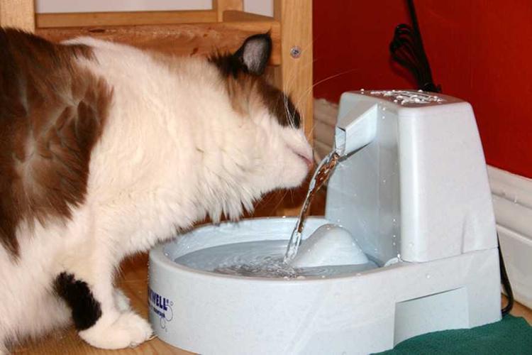 猫喝什么水,猫喝什么水比较好,猫喝什么水？