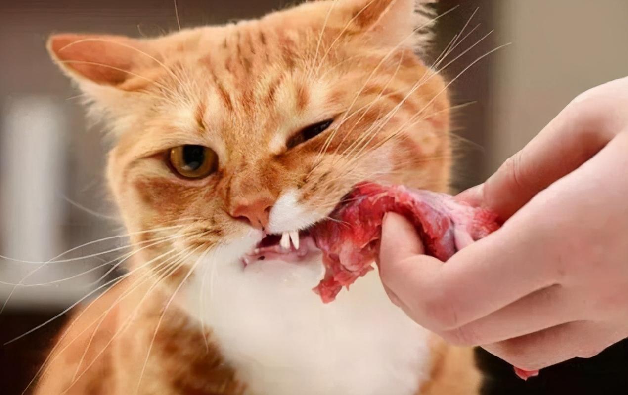 为什么不能吃猫,为什么不能吃猫肉,猫咪为什么不能吃饭？
