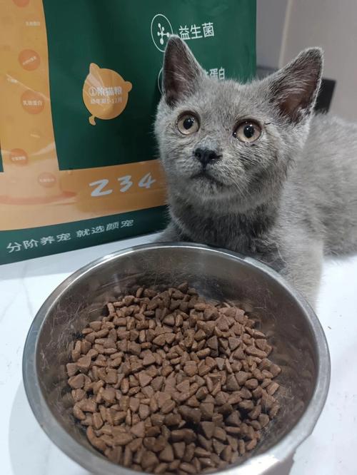 小猫吃什么猫粮,小猫吃什么猫粮好1-3个月,刚生的猫吃什么猫粮好？
