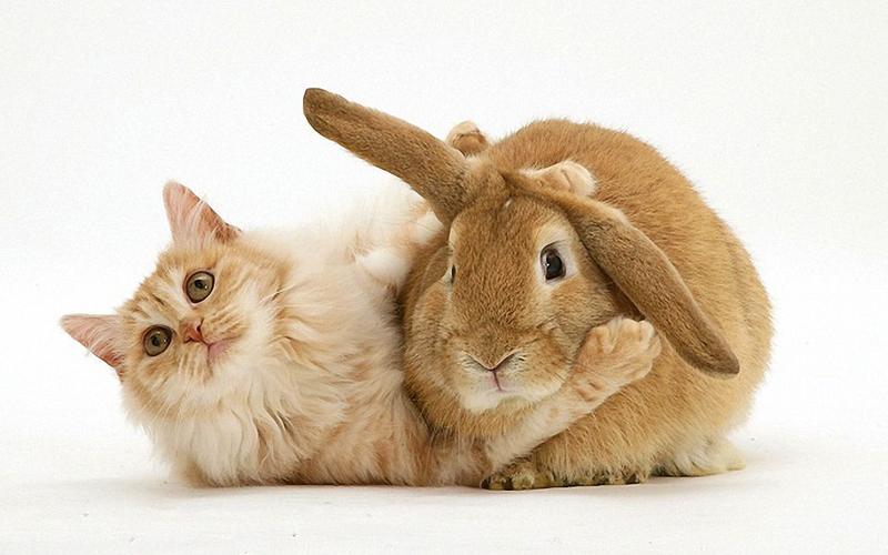 猫咪图片大全,猫咪图片大全大图,养兔新手:哪种宠物兔最可爱？