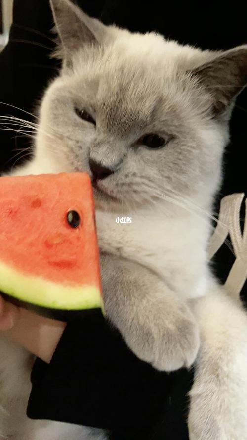 猫咪可以吃,猫咪可以吃西瓜不?,为什么以前的猫什么都能吃？