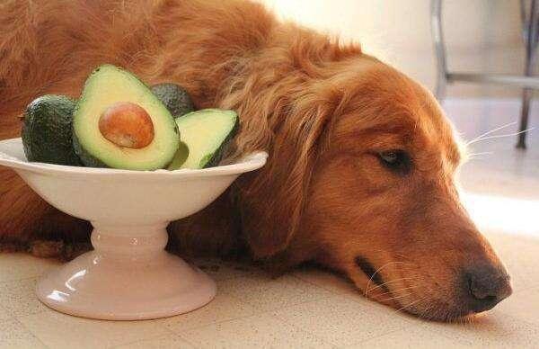 狗不能吃什么,狗不能吃什么水果,宠物狗饮食禁忌：不能吃的食物？