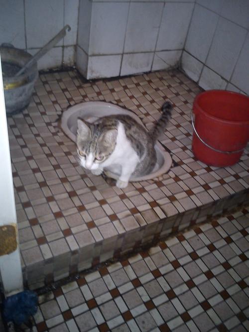 猫咪上厕所,猫咪频繁上猫厕但是没有尿,猫咪怎么训练上厕所？