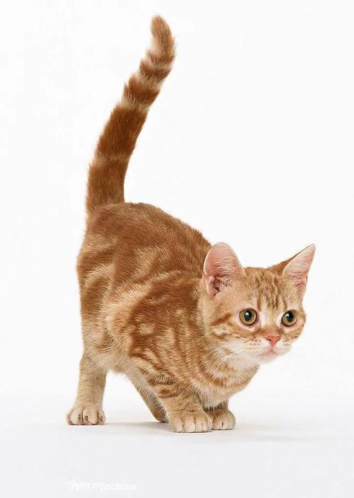 猫咪的尾巴,猫咪的尾巴竖起来是什么意思,猫的尾巴是怎么样的？