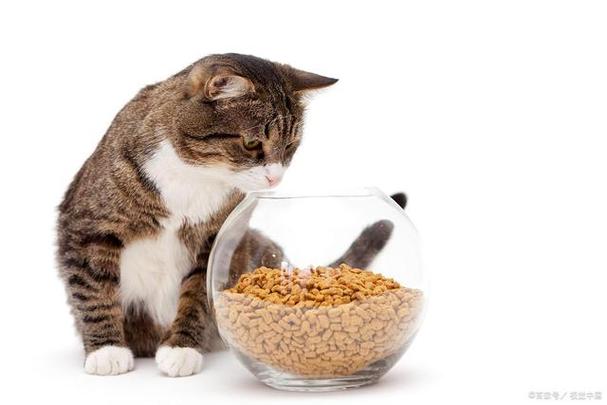 为什么猫不吃猫粮,为什么猫不吃猫粮只吃零食,猫咪不吃猫粮是什么原因？