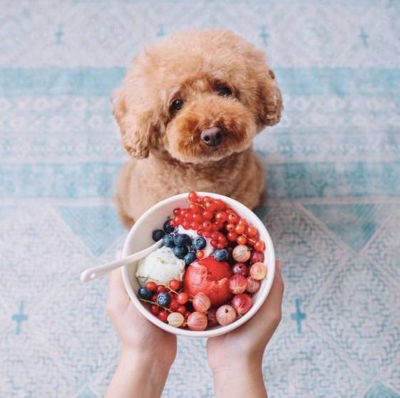 狗狗吃什么水果,狗狗吃什么水果对身体好,泰迪可以吃什么水果？