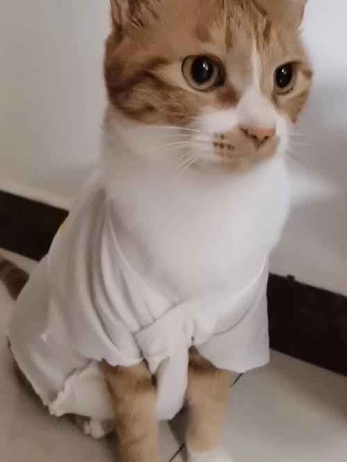 猫咪的衣服,猫咪的衣服怎么做教程,一般怎么给猫布置衣服？