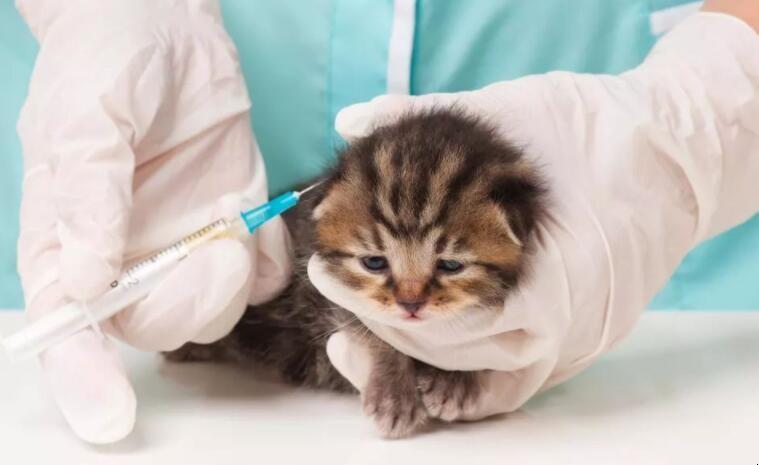 猫咪打完疫苗,猫咪打完疫苗精神不好一直睡觉,猫咪打完疫苗会拉稀吗？