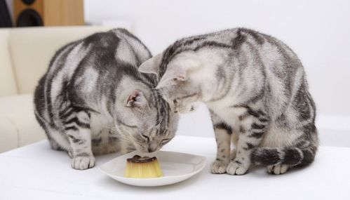 猫咪的食物,猫咪的食物有哪些,野猫吃什么食物？