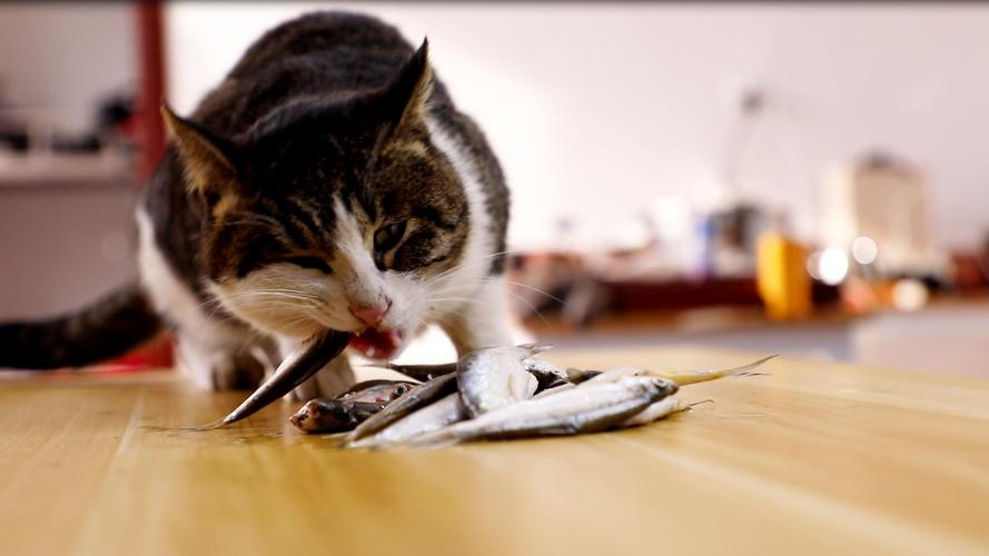 猫适合吃什么,猫适合吃什么鱼,猫适合吃什么