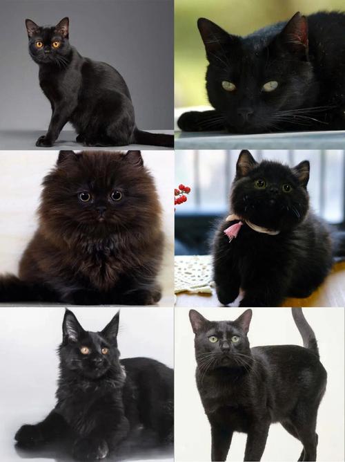 黑猫什么品种,黑猫什么品种好看,体型修长黑猫什么品种？