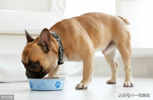 狗不吃什么,狗不吃什么食物,狗狗什么都不吃怎么回事？