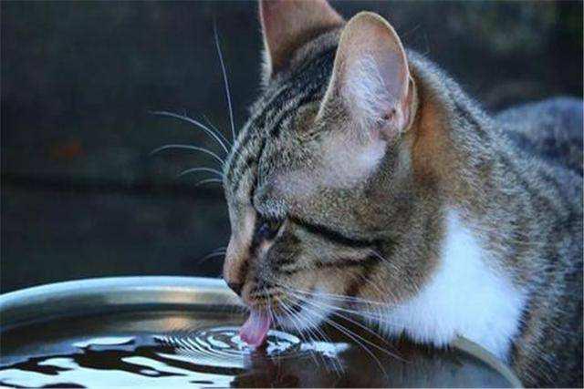 猫咪不喝水,猫咪不喝水怎么解决,猫咪不喝水有什么好方法？
