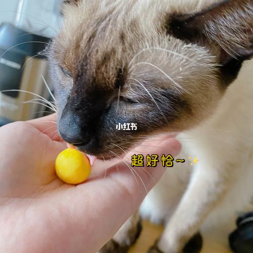 猫咪吃蛋黄,猫咪吃蛋黄有什么好处,猫吃蛋黄的正确方法？
