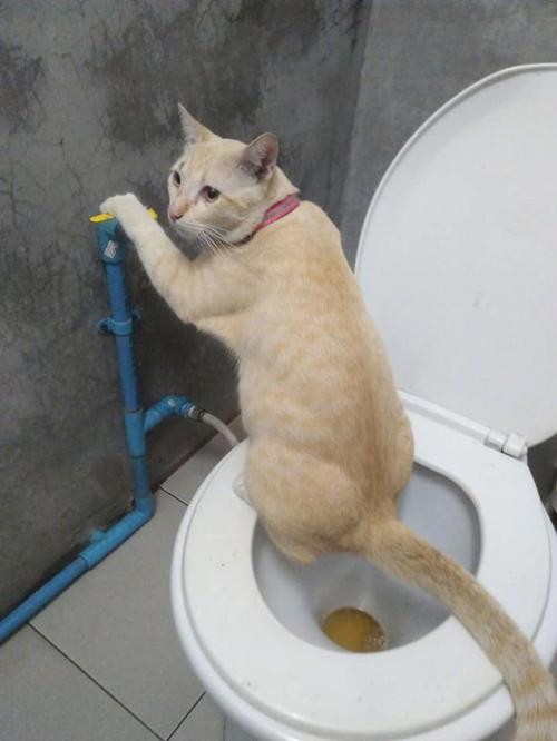猫咪不尿尿,猫咪不尿是怎么回事,猫咪尿尿尿不出来是怎么回事？