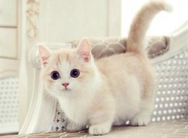 小猫咪的名字,小猫咪的名字怎么起可爱,小猫咪叫什么名字好听？