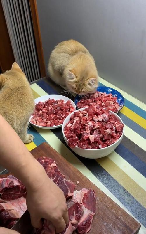 猫咪吃牛肉,猫咪吃牛肉有什么好处,猫咪吃牛肉补充什么营养？