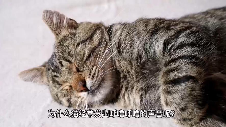 猫咪呼噜呼噜的,猫咪呼噜呼噜的声音是什么意思,猫发出咕噜噜的声音是怎么回事？